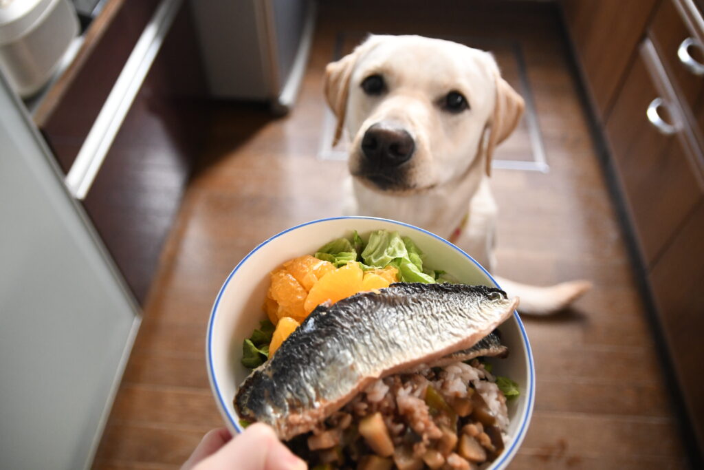 愛犬の薬膳